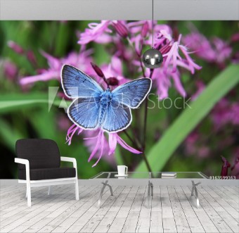 Picture of Beautiful blue butterfly on pink flowers